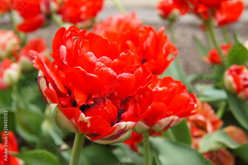 Fototapeta Naklejka Na Ścianę i Meble -  Tulipa double late or tulipa paeony flowering miranda red tulip flowers