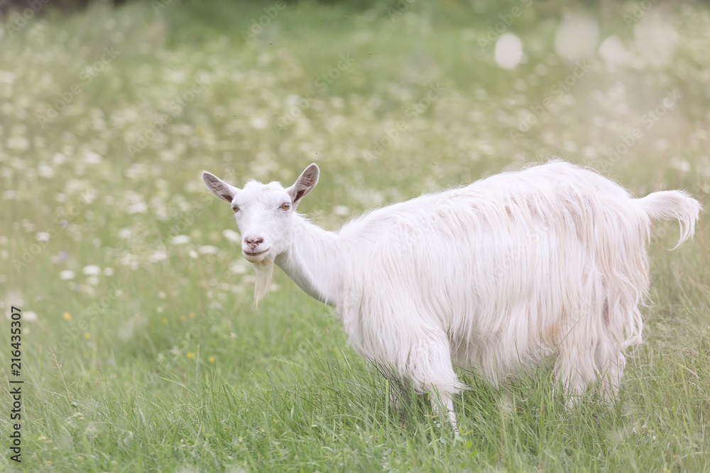 Young white goat grazing on a spring meadow. Young white goat grazing on a spring meadow.