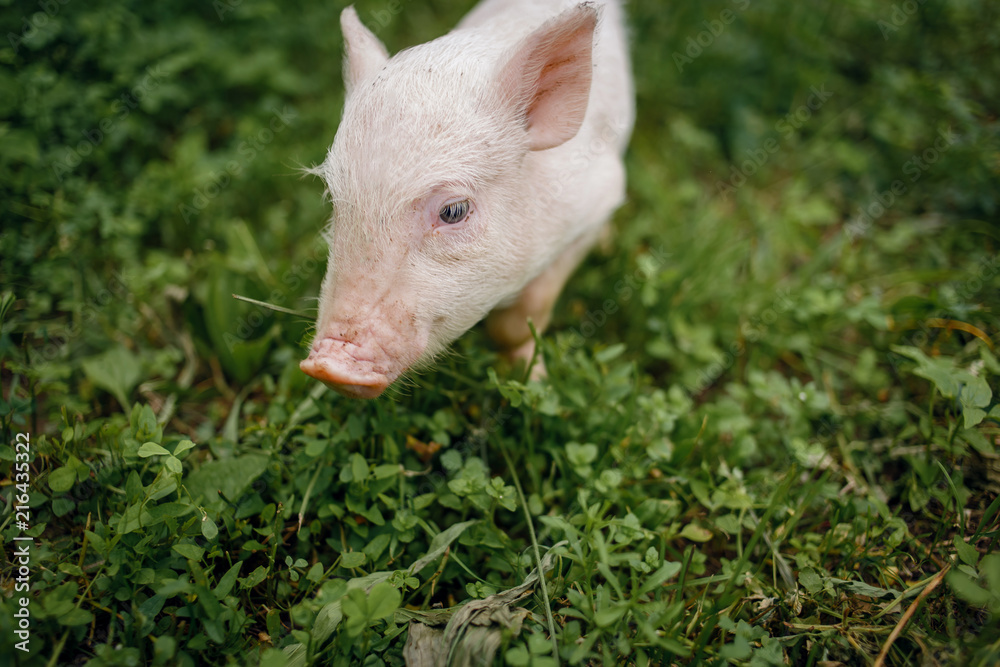 Funny pig Funny pig