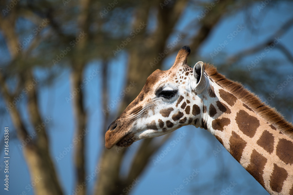 Giraffe Giraffe