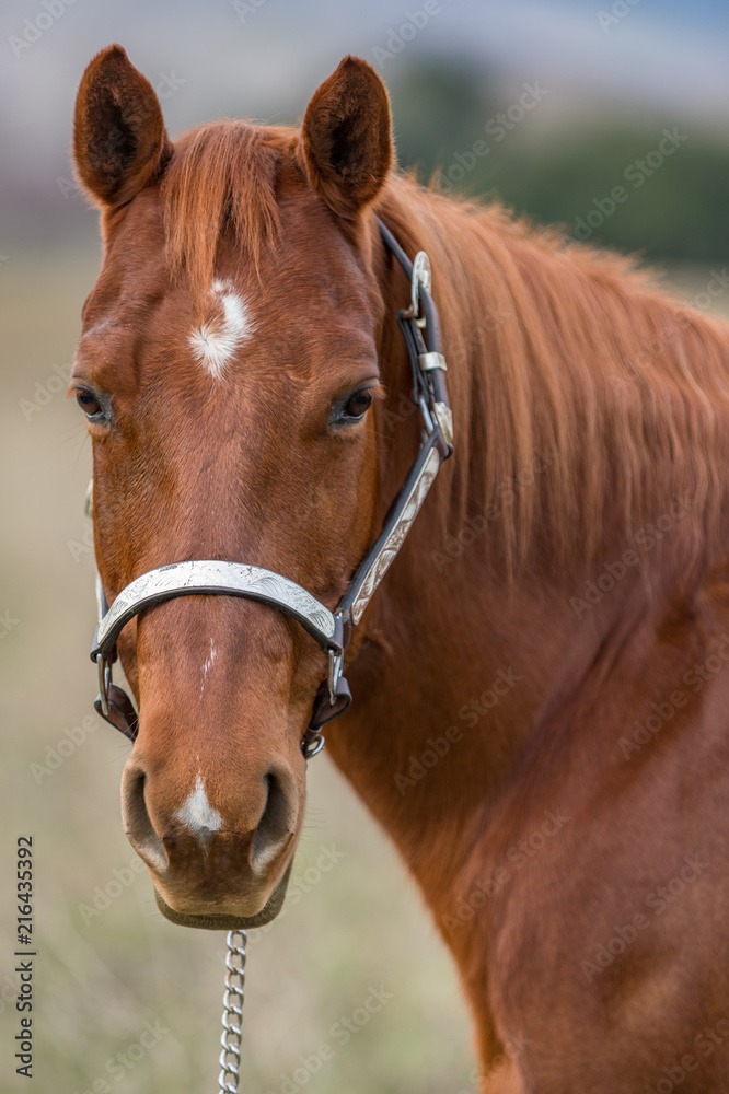 Obraz premium American Quarter Horse in Field