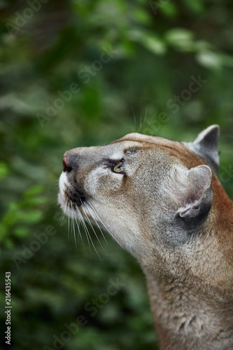 Portrait of Beautiful Puma. Cougar, mountain lion, puma, panther, striking pose, scene in the woods, wildlife America