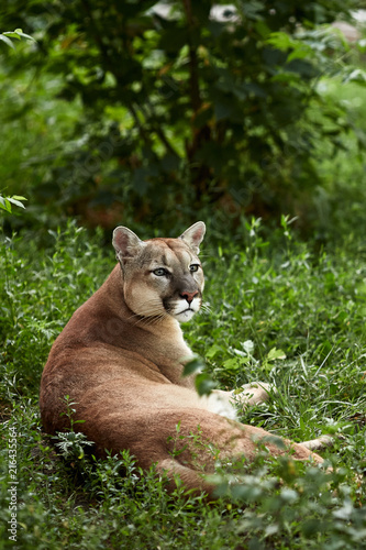 Portrait of Beautiful Puma. Cougar  mountain lion  puma  panther  striking pose  scene in the woods  wildlife America