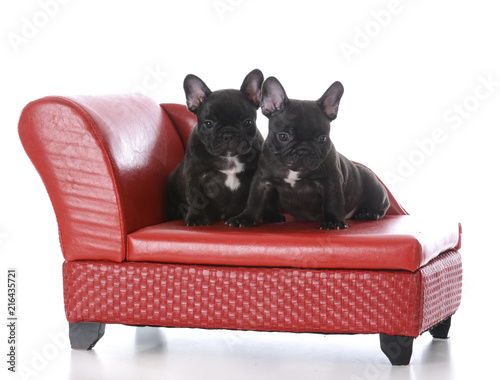 two seven week old french bulldog puppies