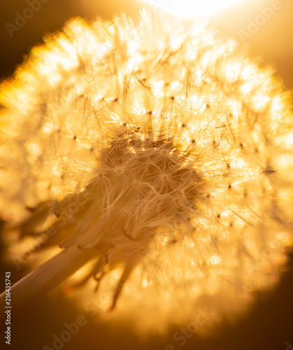 Golden light on dandelion