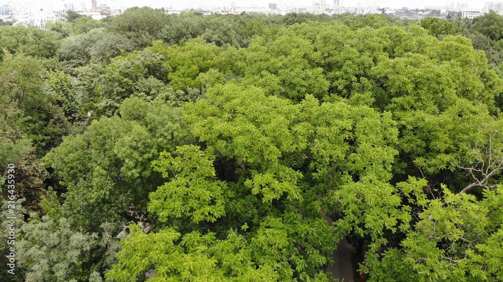 Forest from the height. Trees from the height. Forest.