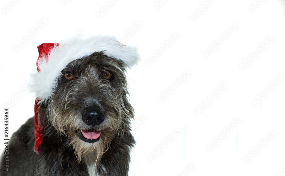 BLACK MIXED BREED DOG WEARING A RED CHRISTMAS SANTA HAT ISOLATES AGAINTS WHITE BACKGROUND WITH COPY SPACE
