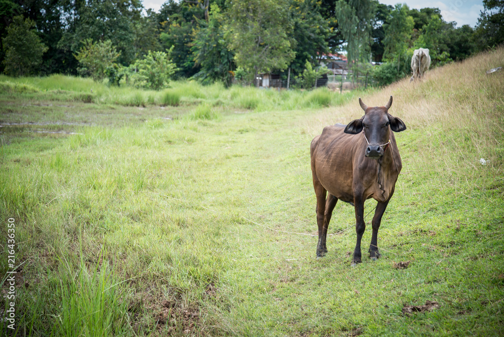 Fototapeta premium Cow eating grass