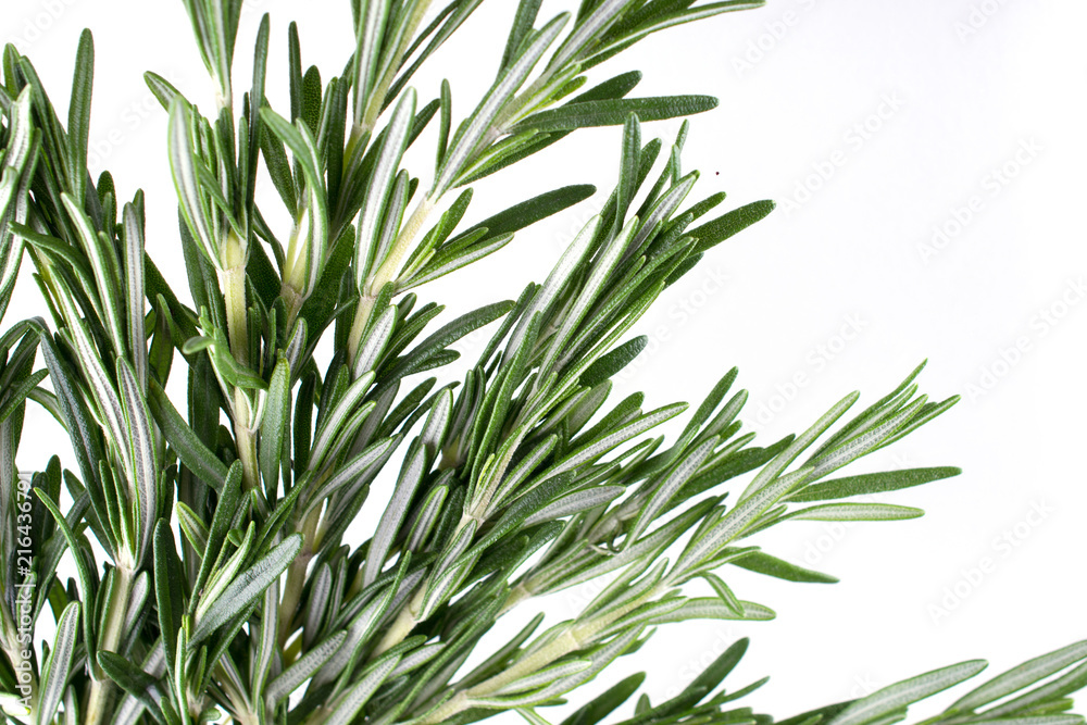 Fototapeta premium Fresh garden rosemary plants isolated on white background