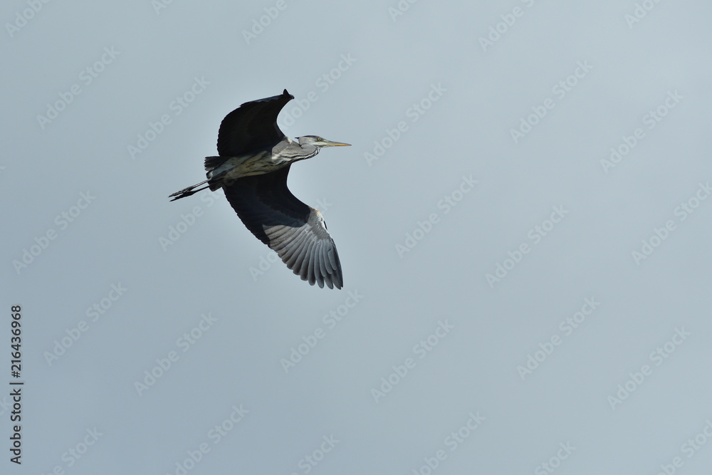 Heron isolated flying on the blue heaven Heron isolated flying on the blue heaven