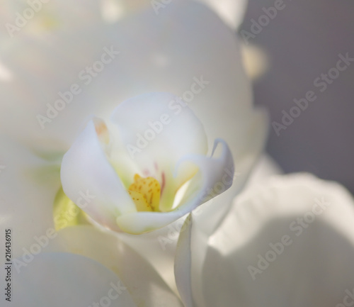 Fototapeta Naklejka Na Ścianę i Meble -  Soft image, white orchid