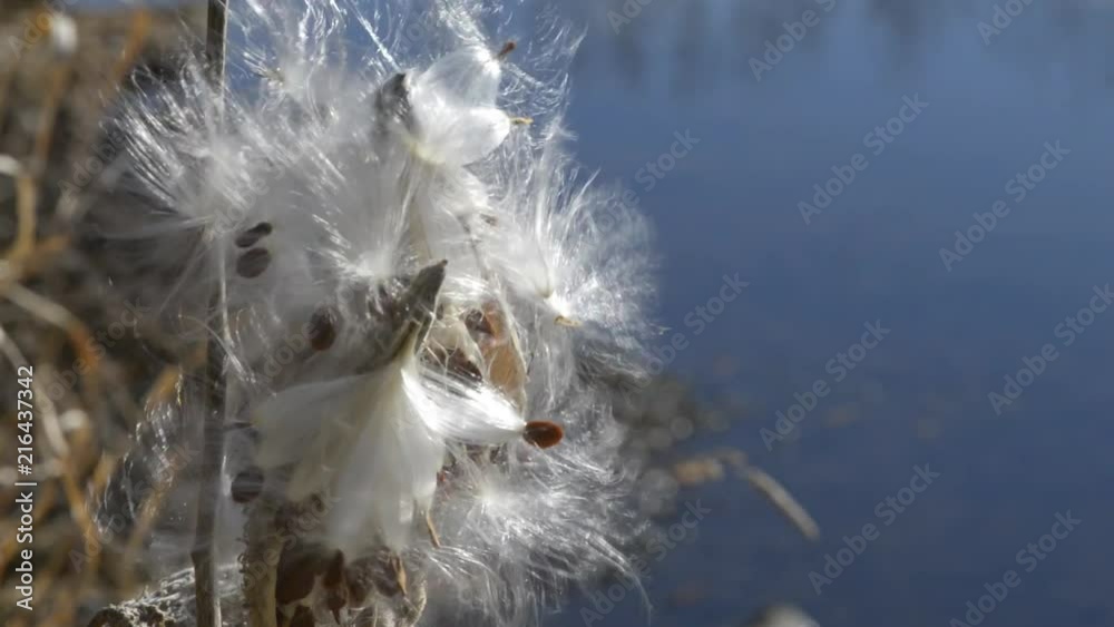 Closeup of a milkweed seed pod with feathery seeds blowing in a midwestern winter breeze. Bright sun reflecting from a pond in the background. Closeup of a milkweed seed pod with feathery seeds blowing in a midwestern winter breeze. Bright sun reflecting from a pond in the background.