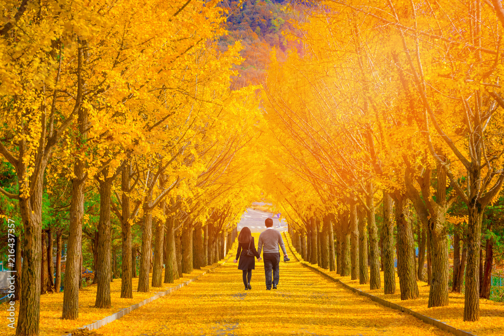 Beautiful romantic walkway ginkgo tree tunnel in the autumn season, South Korea.