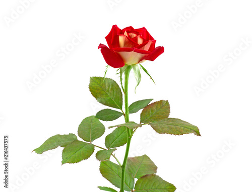 flower red rose with green leaves and thorns isolated on white background