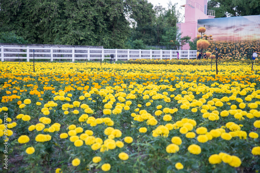 Obraz premium Marigold in the garden of Thailand, Yellow flower.