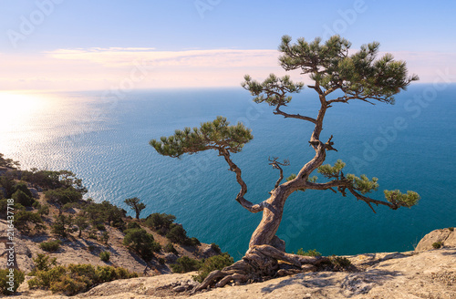 View on the Black Sea from the top of the mountain at sunrise. The pine tree on the rock is illuminated by the sun's rays. New world (Novy Svet). Crimea. Black Sea. Eastern Europe