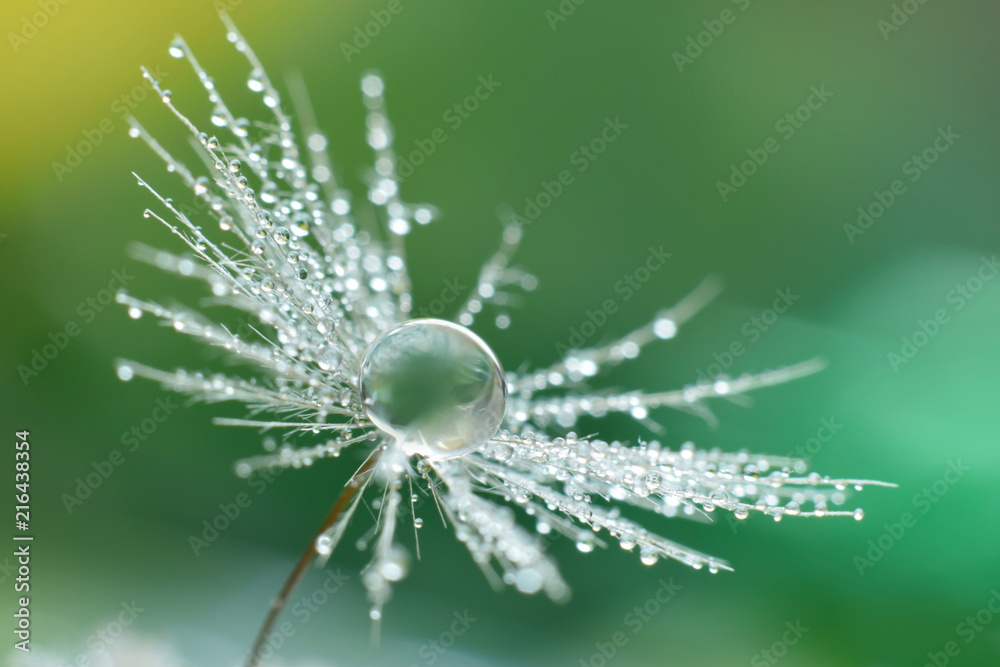 Fototapeta premium Wodna kropla na dandelion ziarnie w lato ogródzie. Ekstremalne powiększenie z selektywnym skupieniem