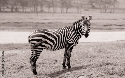 Zebra