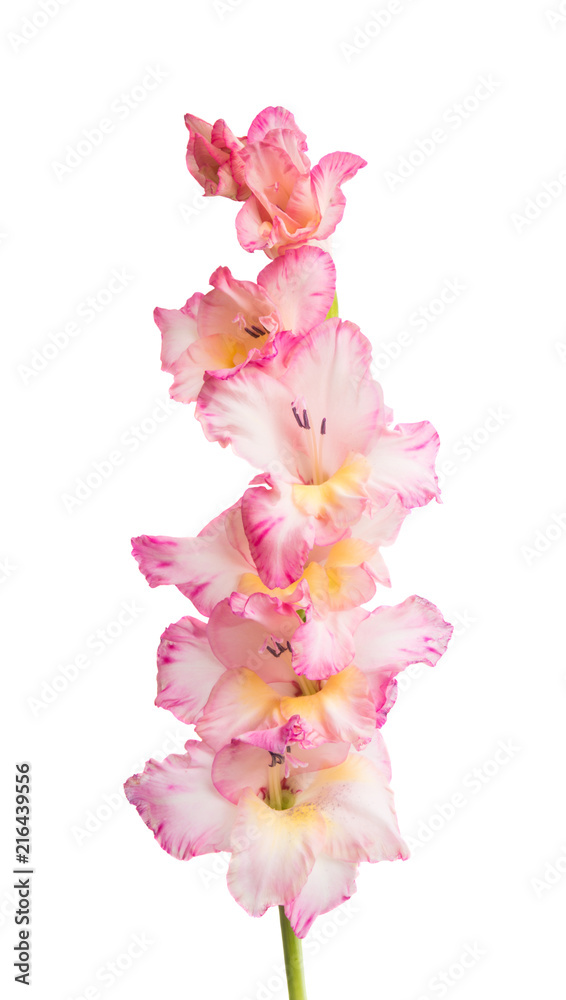 beautiful gladiolus flower isolated