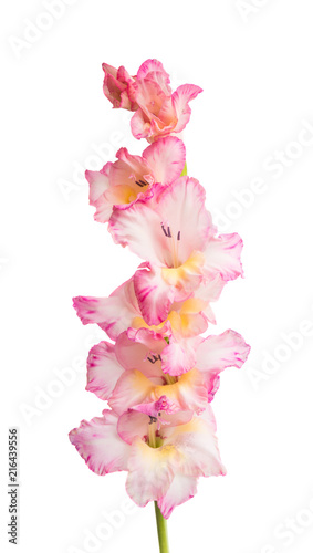 beautiful gladiolus flower isolated