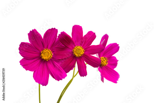red cosmos flowers isolated