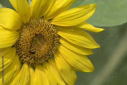 sunflower background