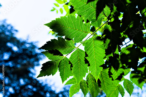 Leaves in backlight