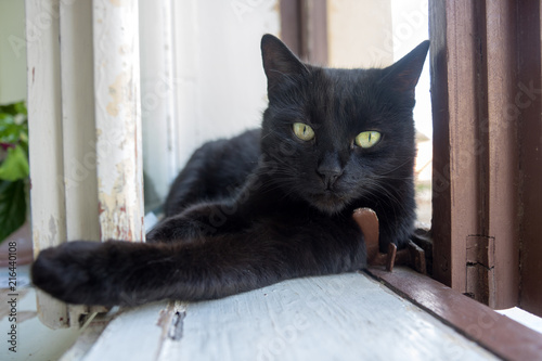 Fototapeta Naklejka Na Ścianę i Meble -  The black cat lies inside the window. The cat rests between the window construction.