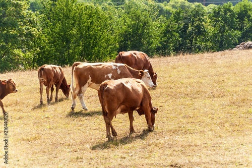 Cows on a dry pasture. Dry meadow. Hot summer. Waiting for the rain.
