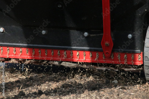 Sowing lawn grass seeds with a drop lawn spreader in the summer garden
