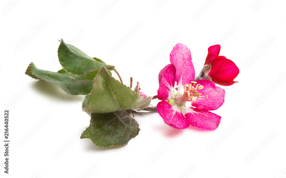 red flowers of apple tree isolated red flowers of apple tree isolated