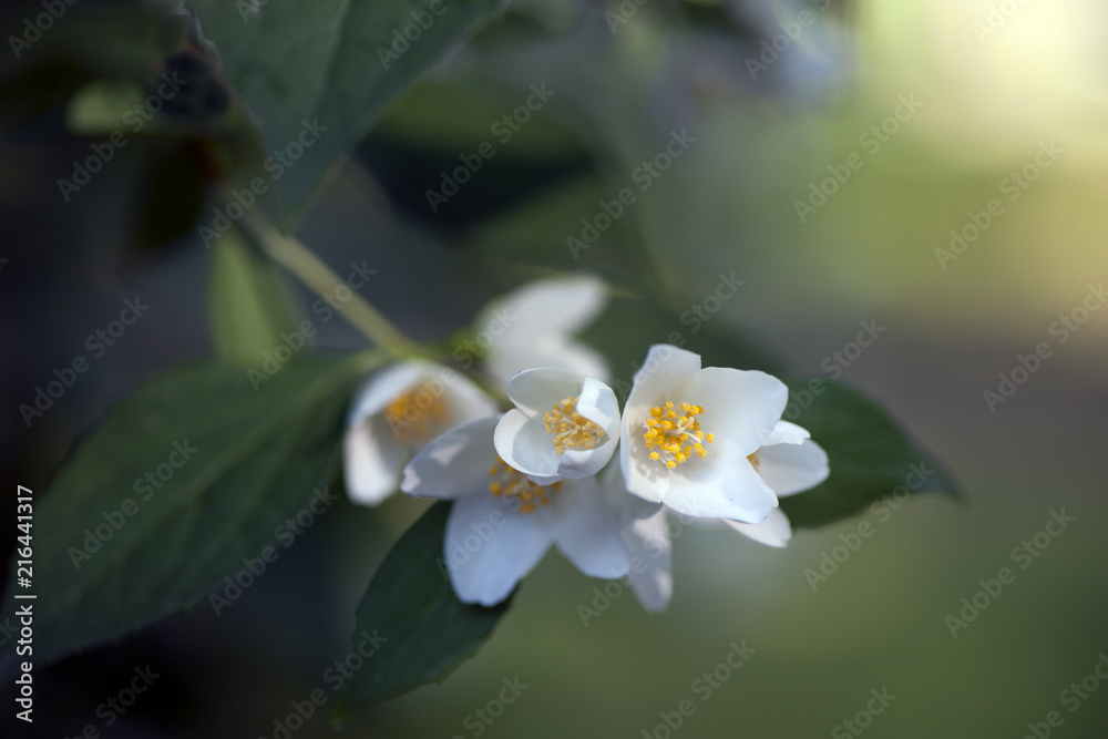 Obraz premium Jaśmin 3