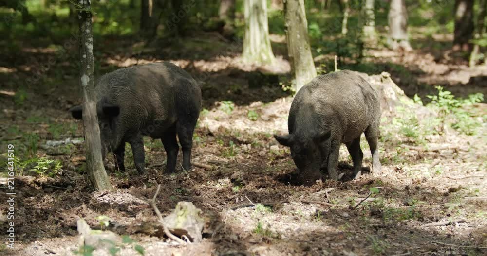 Wild boar in the woods Wild boar in the woods