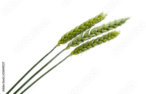 green ears of wheat isolated