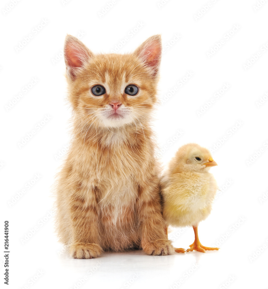 Kitten and chicken. Kitten and chicken.