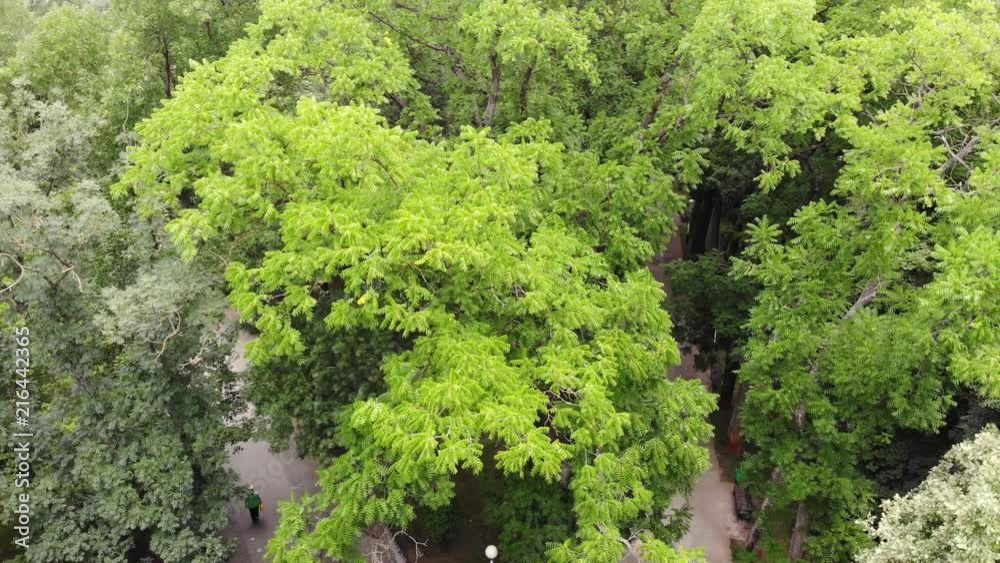Trees from the height. Park. Trees. City. Trees from the height. Park. Trees. City.