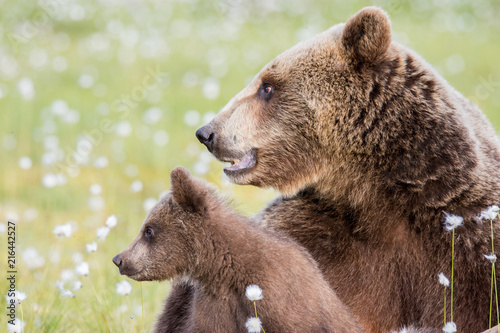 mother bear and the cub photo