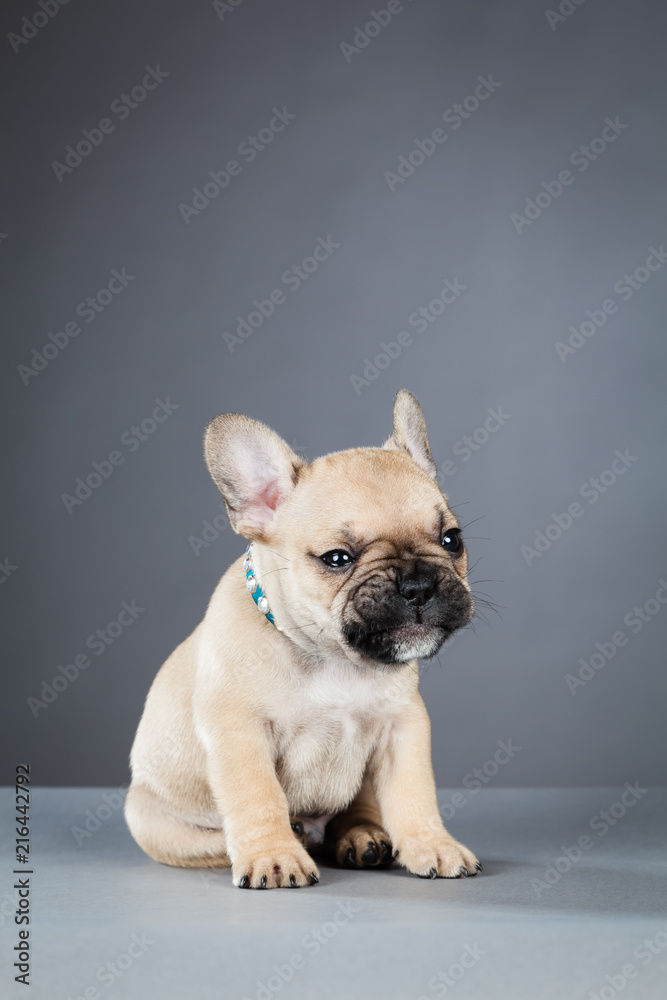 French Bulldog Puppy Looking to the Right, Wearing Bright Blue Collar