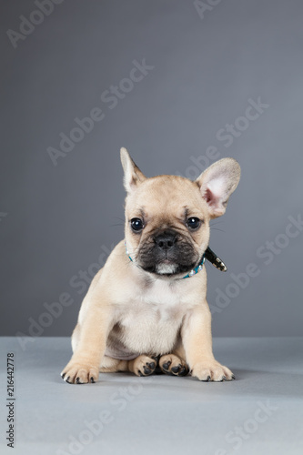 French Bulldog Puppy Cocking His Ear © carolinemaryan