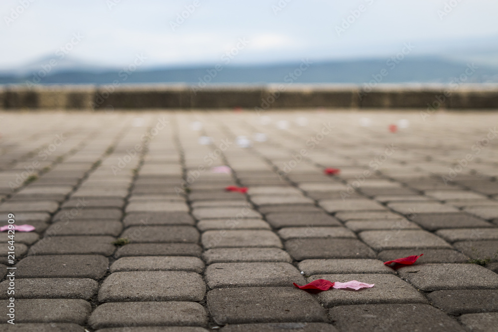 Fototapeta premium rose petals