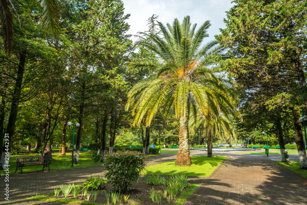 Walkway in a beautiful Park with Palms, Poti, Georgia