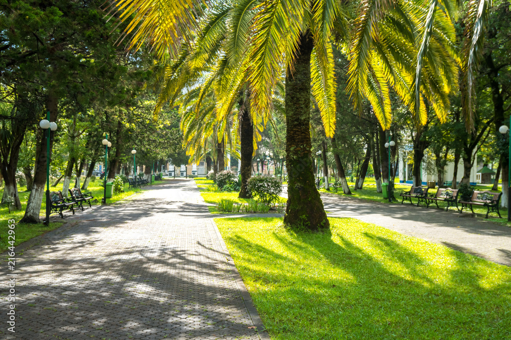 Walkway in a beautiful Park with Palms, Poti, Georgia