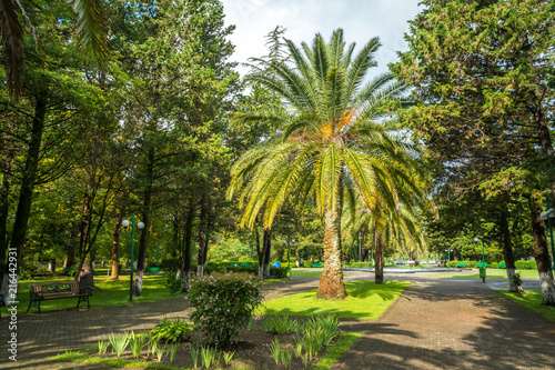 Walkway in a beautiful Park with Palms  Poti  Georgia