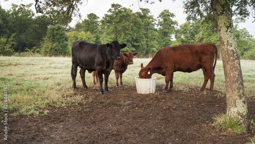 Cattle with mineral tub, cow eating mineral supplements Cattle with mineral tub, cow eating mineral supplements