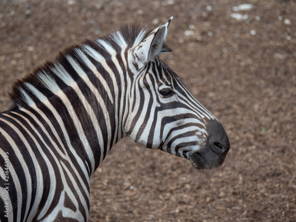 Plains zebra or Burchell's Zebra (Equus quagga) Plains zebra or Burchell's Zebra (Equus quagga)