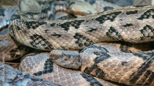 Rattlesnakes (Crotalus)