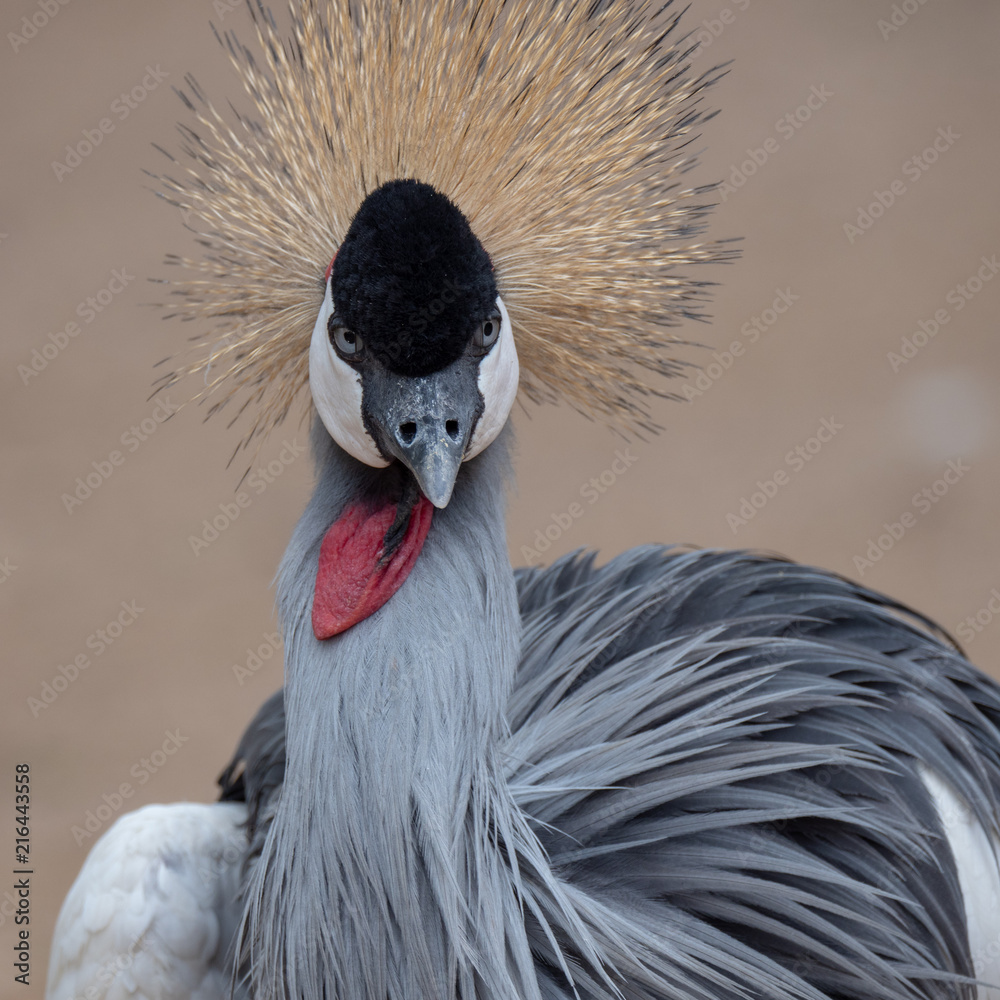 Fototapeta premium Grey Crowned Crane (Balearica regulorum)