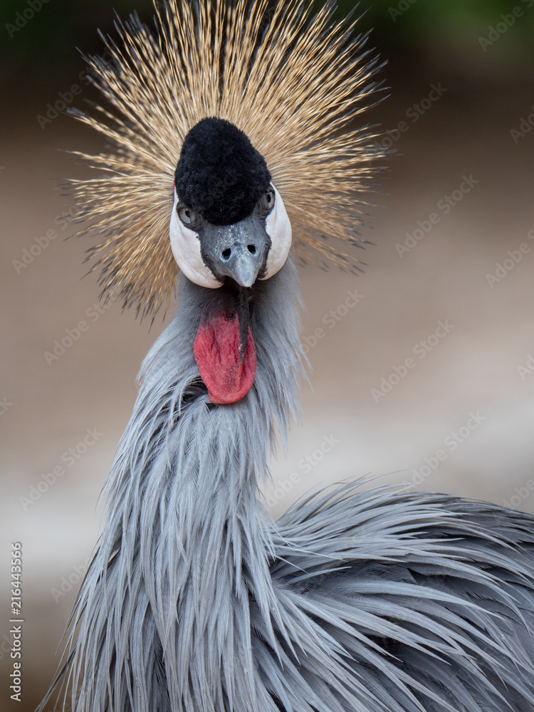 Fototapeta premium Grey Crowned Crane (Balearica regulorum)
