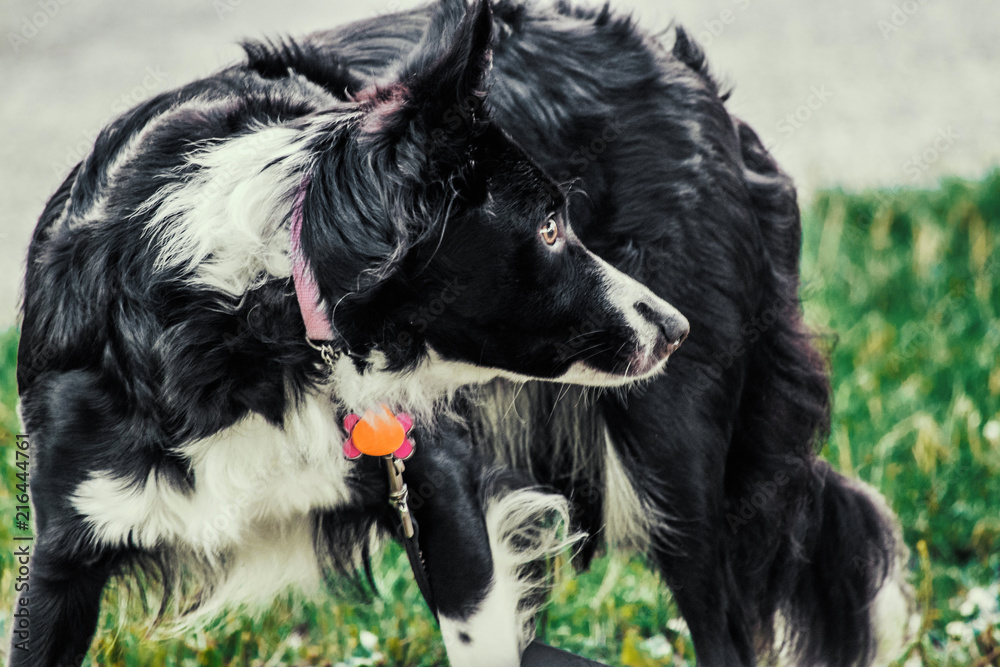 Fototapeta premium American Border Collie Dog