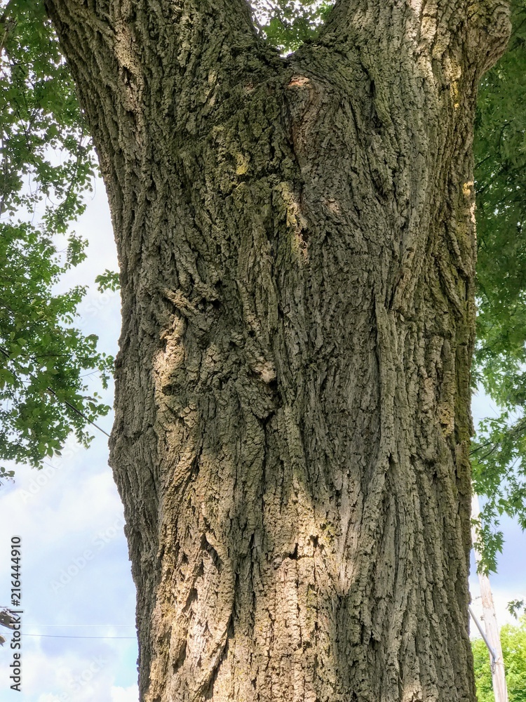 Obraz premium Trees